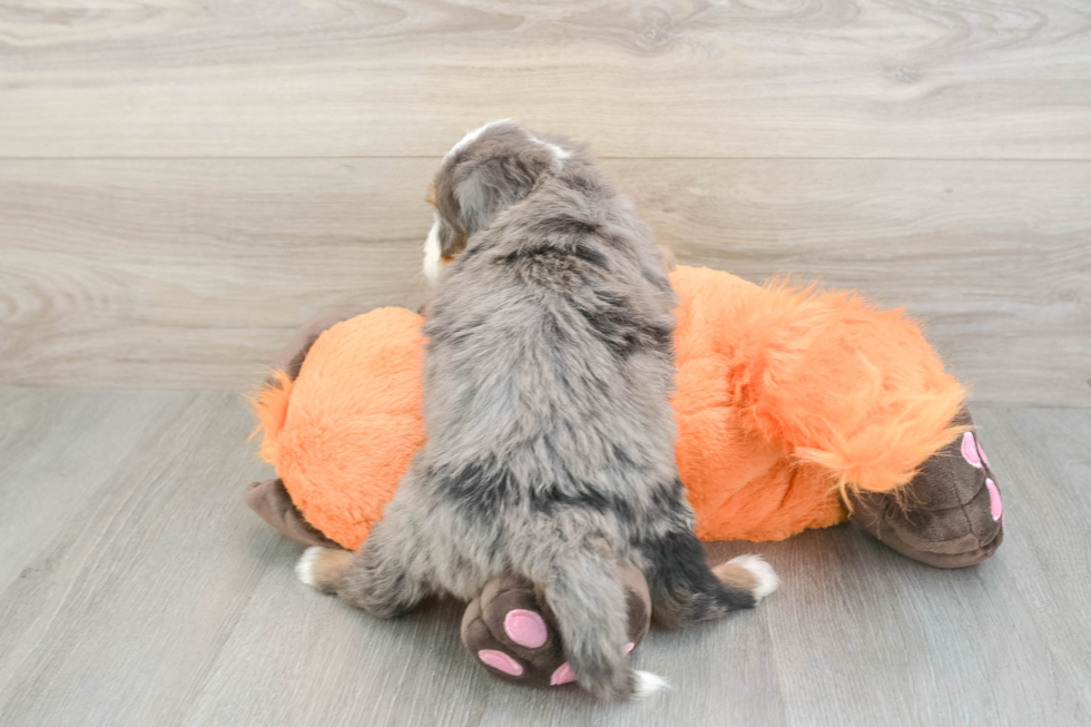 Cute Mini Bernedoodle Baby