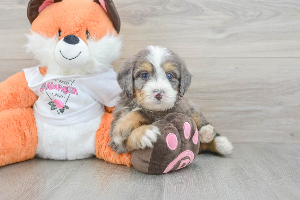 Energetic Mini Bernese Poodle Poodle Mix Puppy