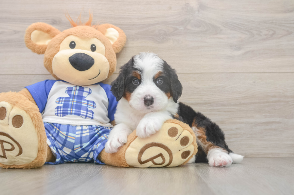 6 week old Mini Bernedoodle Puppy For Sale - Puppy Love PR