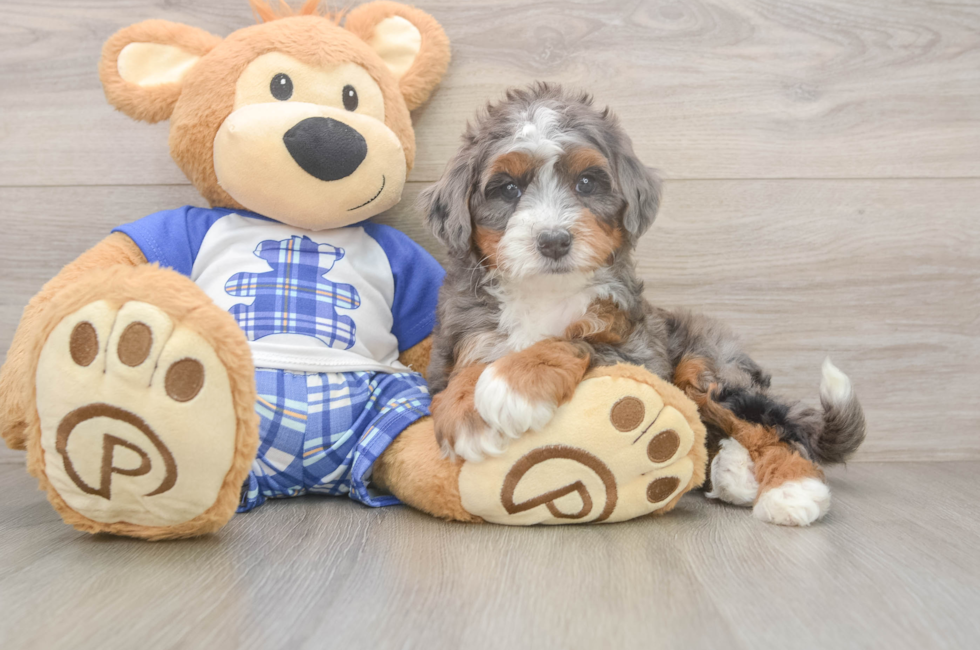 5 week old Mini Bernedoodle Puppy For Sale - Puppy Love PR