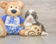 6 week old Mini Bernedoodle Puppy For Sale - Puppy Love PR