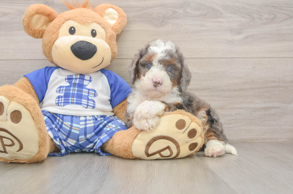 5 week old Mini Bernedoodle Puppy For Sale - Puppy Love PR