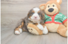 Mini Bernedoodle Puppy for Adoption