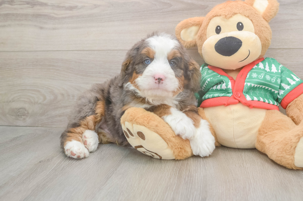 5 week old Mini Bernedoodle Puppy For Sale - Puppy Love PR