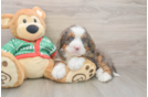 Mini Bernedoodle Puppy for Adoption