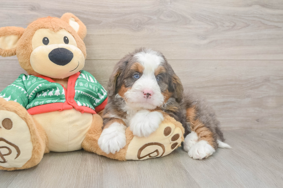 Mini Bernedoodle Puppy for Adoption