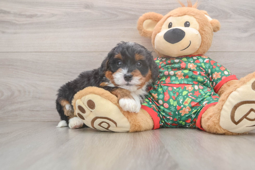 Mini Bernedoodle Puppy for Adoption