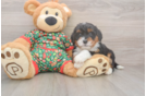 Mini Bernedoodle Puppy for Adoption
