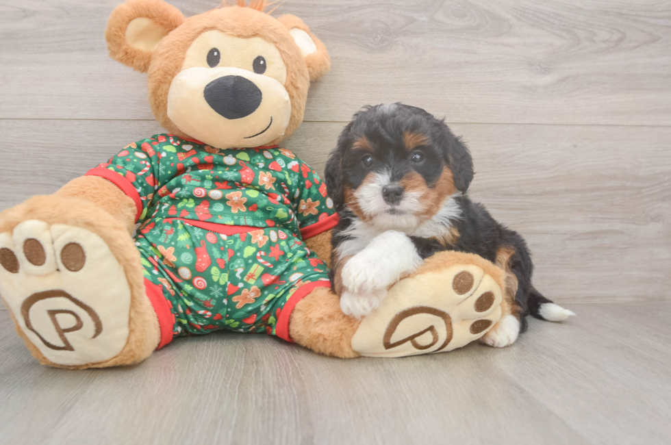 6 week old Mini Bernedoodle Puppy For Sale - Puppy Love PR