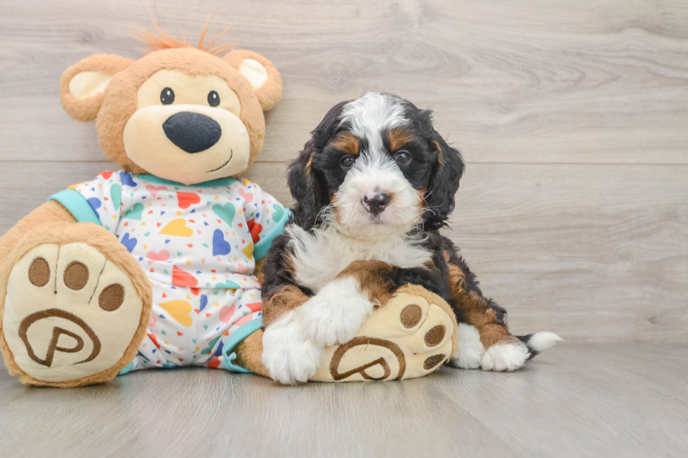 Hypoallergenic Mini Bernadoodle Poodle Mix Puppy