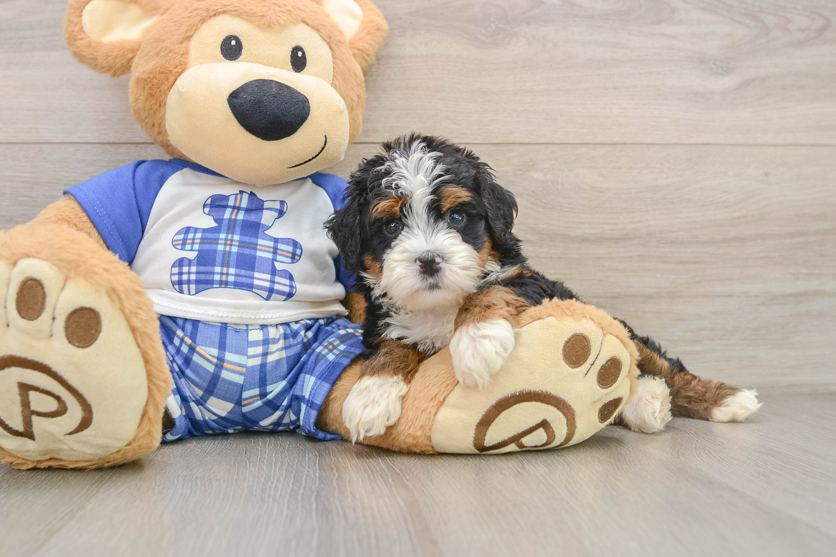 Fluffy Mini Bernedoodle Poodle Mix Pup