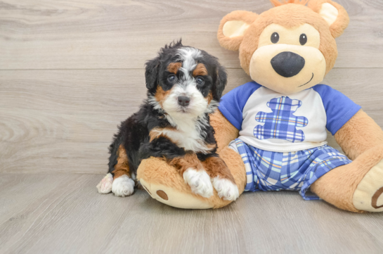 Mini Bernedoodle Puppy for Adoption