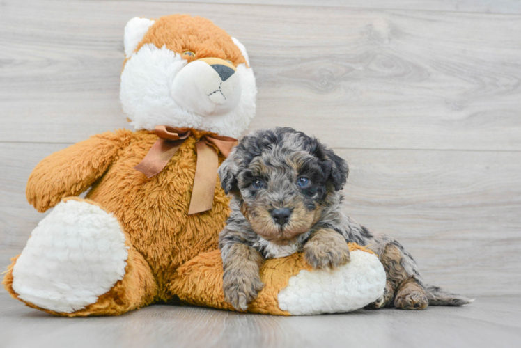 Meet Jeffy - our Mini Bernedoodle Puppy Photo 1/3 - Puppy Love PR Mini Bernedoodle Puppy for Adoption