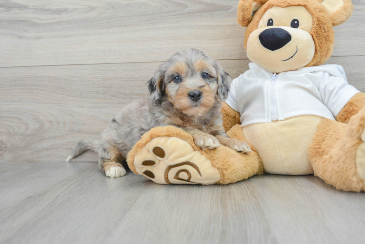 Meet Jeffy - our Mini Bernedoodle Puppy Photo 1/3 - Puppy Love PR Petite Mini Bernedoodle Poodle Mix Pup