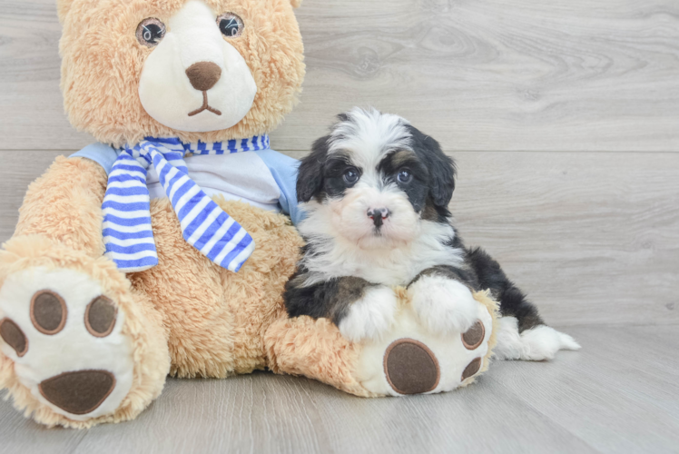 Meet Jeffy - our Mini Bernedoodle Puppy Photo 1/3 - Puppy Love PR Happy Mini Bernedoodle Baby