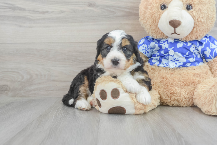 Meet Jeffy - our Mini Bernedoodle Puppy Photo 1/3 - Puppy Love PR Fluffy Mini Bernedoodle Poodle Mix Pup
