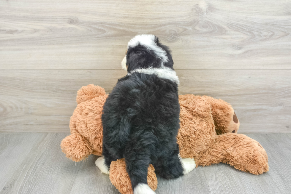 Happy Mini Bernedoodle Baby