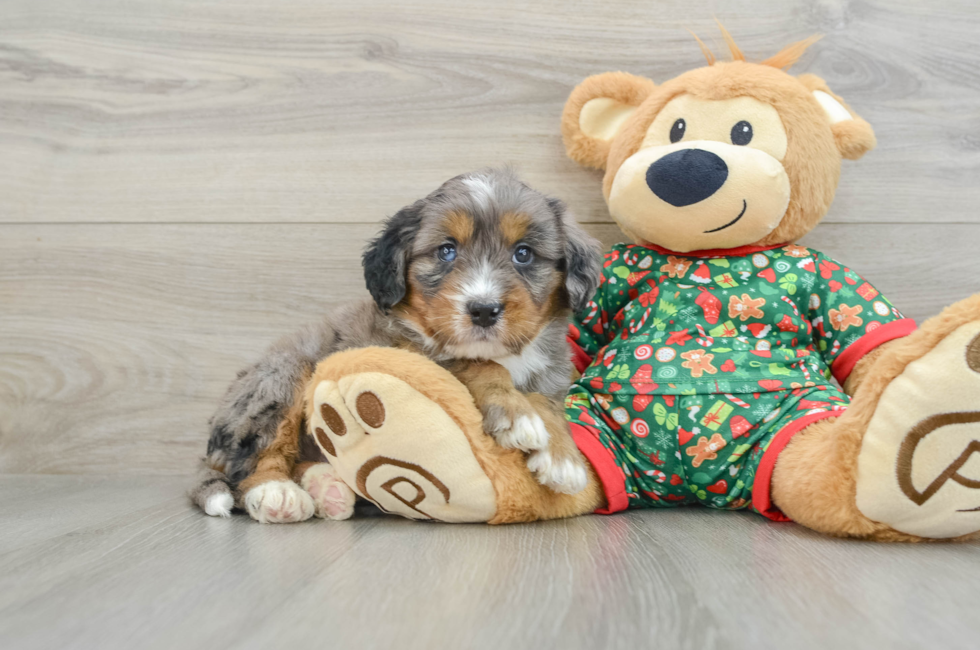 5 week old Mini Bernedoodle Puppy For Sale - Puppy Love PR