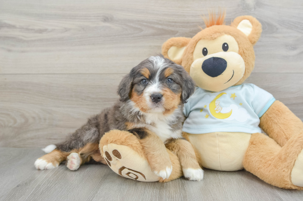 6 week old Mini Bernedoodle Puppy For Sale - Puppy Love PR