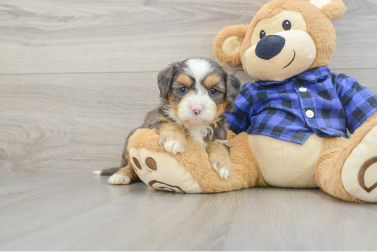Mini Bernedoodle Puppy for Adoption