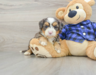 7 week old Mini Bernedoodle Puppy For Sale - Puppy Love PR