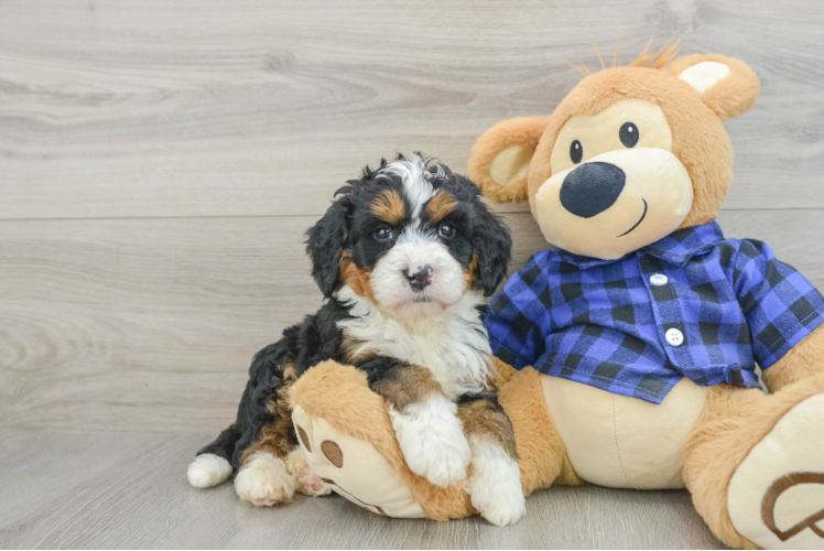 Best Mini Bernedoodle Baby