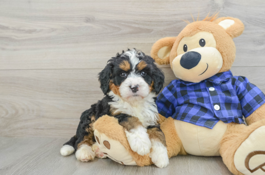 Best Mini Bernedoodle Baby