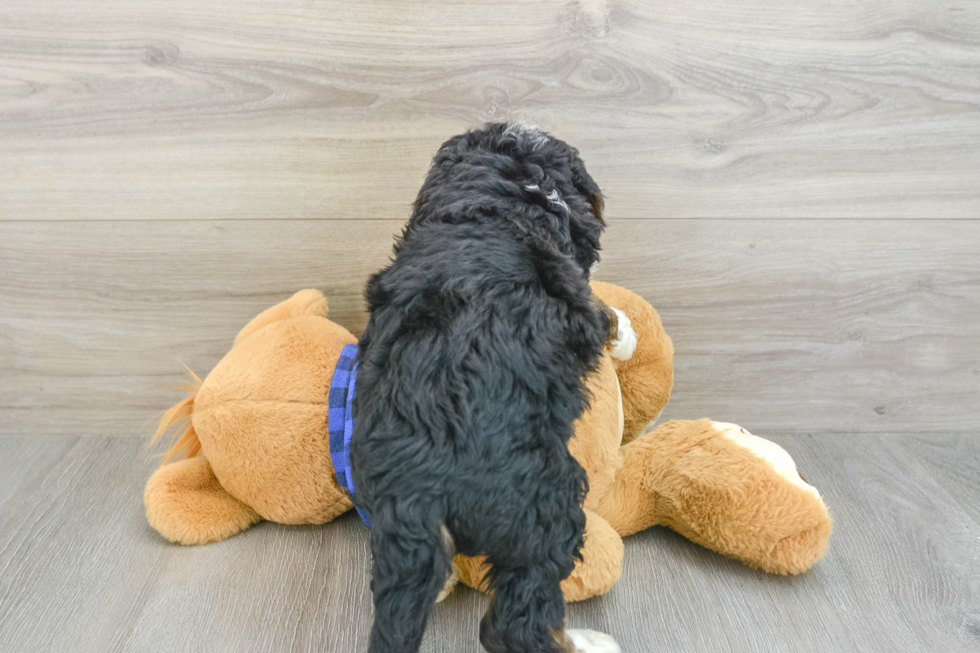 Sweet Mini Bernedoodle Baby