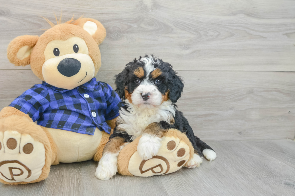 Energetic Mini Bernesepoo Poodle Mix Puppy