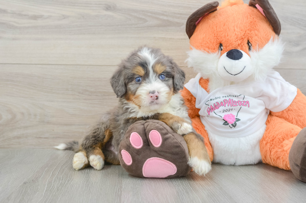5 week old Mini Bernedoodle Puppy For Sale - Puppy Love PR
