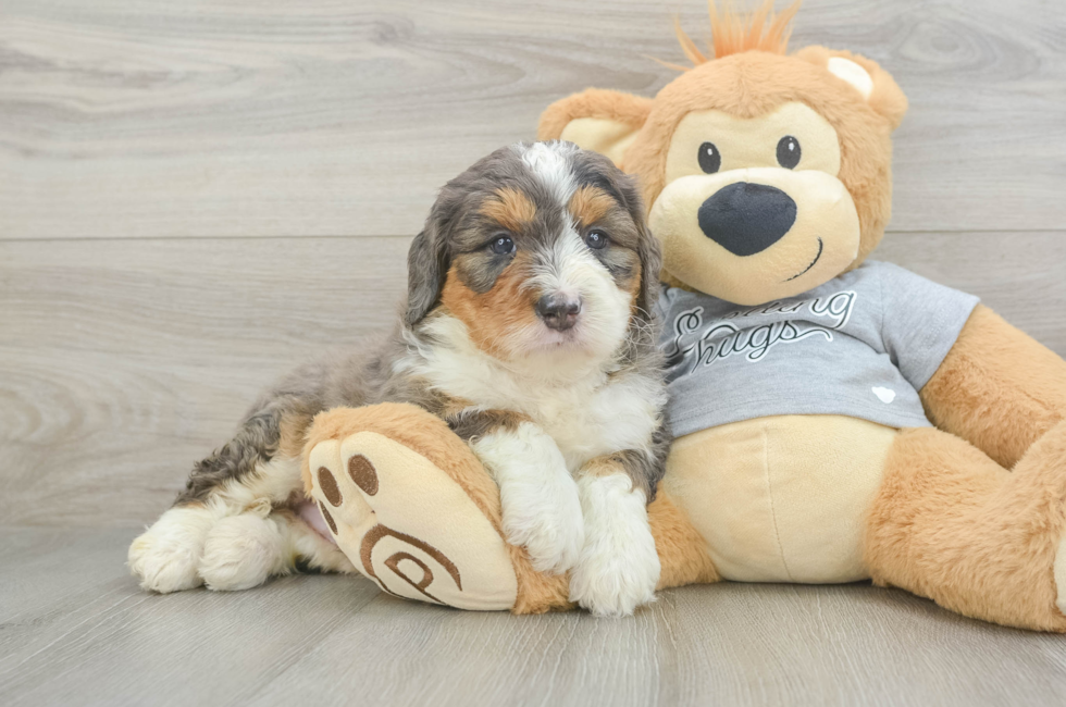 5 week old Mini Bernedoodle Puppy For Sale - Puppy Love PR