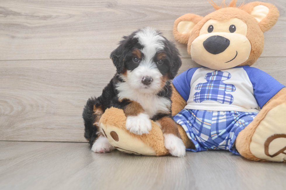 6 week old Mini Bernedoodle Puppy For Sale - Puppy Love PR