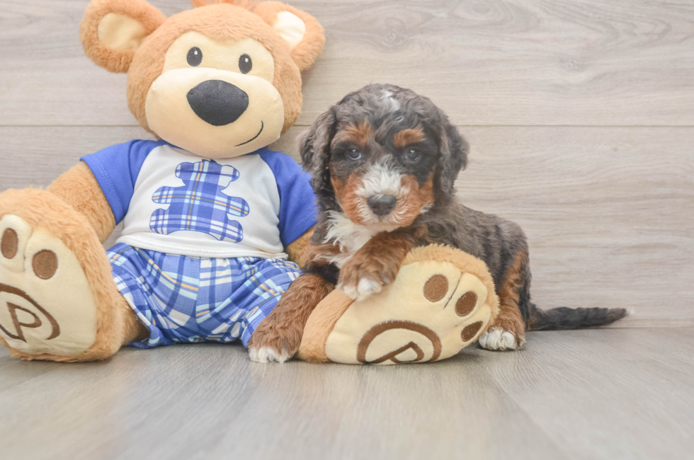 5 week old Mini Bernedoodle Puppy For Sale - Puppy Love PR