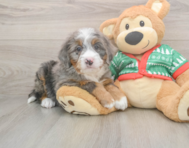 6 week old Mini Bernedoodle Puppy For Sale - Puppy Love PR