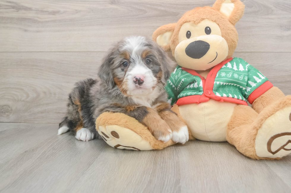 5 week old Mini Bernedoodle Puppy For Sale - Puppy Love PR