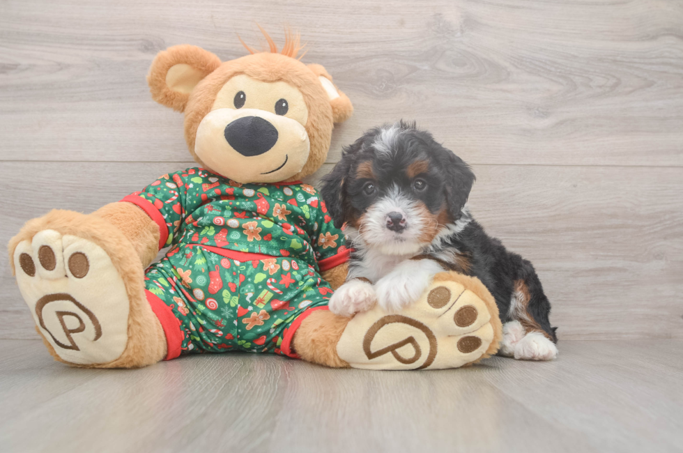6 week old Mini Bernedoodle Puppy For Sale - Puppy Love PR