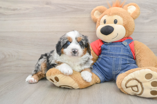 Fluffy Mini Bernedoodle Poodle Mix Pup