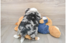 Mini Bernedoodle Puppy for Adoption