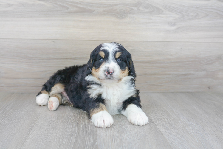 Cute Mini Bernedoodle Baby