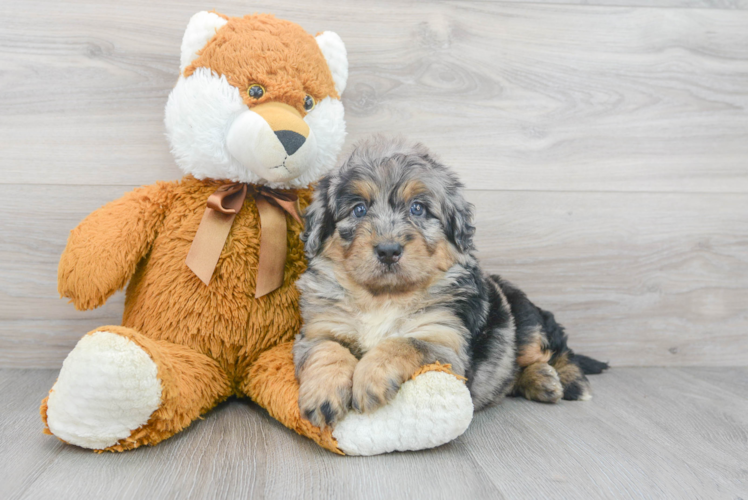 Meet Jeffy - our Mini Bernedoodle Puppy Photo 1/3 - Puppy Love PR Best Mini Bernedoodle Baby