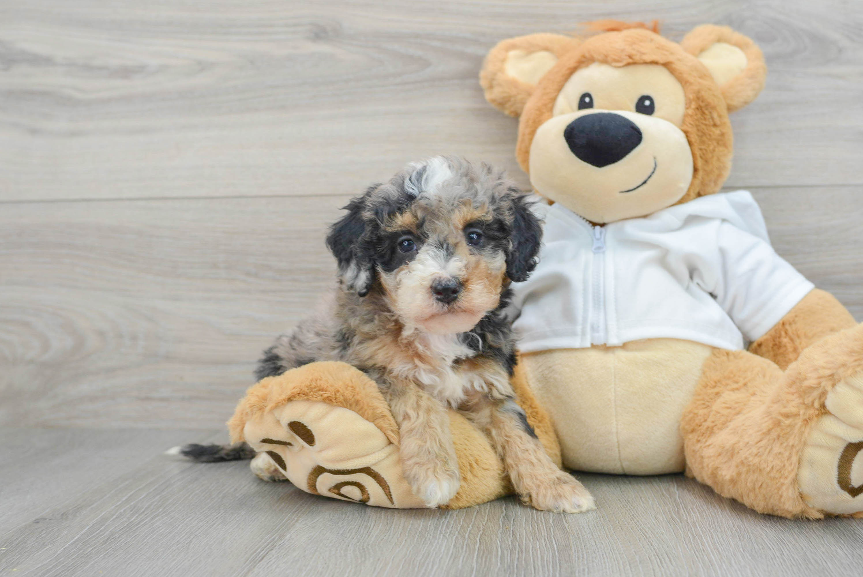 Little Mini Berniedoodle Poodle Mix Puppy