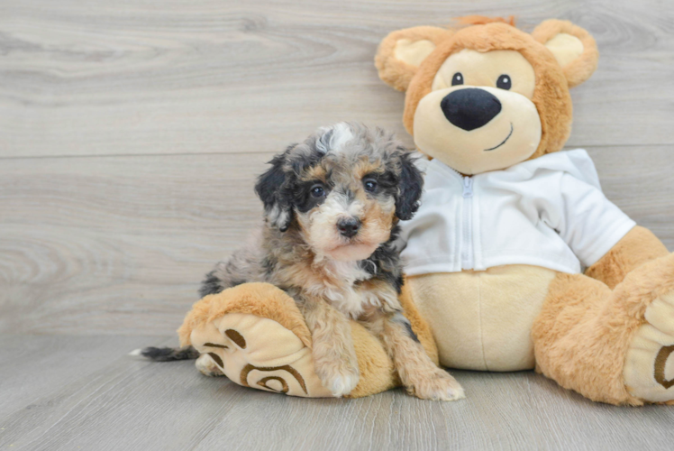 Meet Jess - our Mini Bernedoodle Puppy Photo 1/3 - Puppy Love PR Little Mini Berniedoodle Poodle Mix Puppy