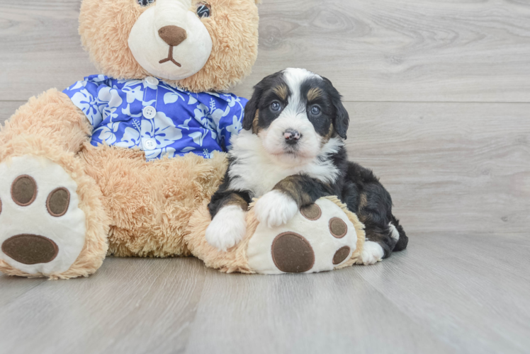 Playful Bernadoodle Poodle Mix Puppy