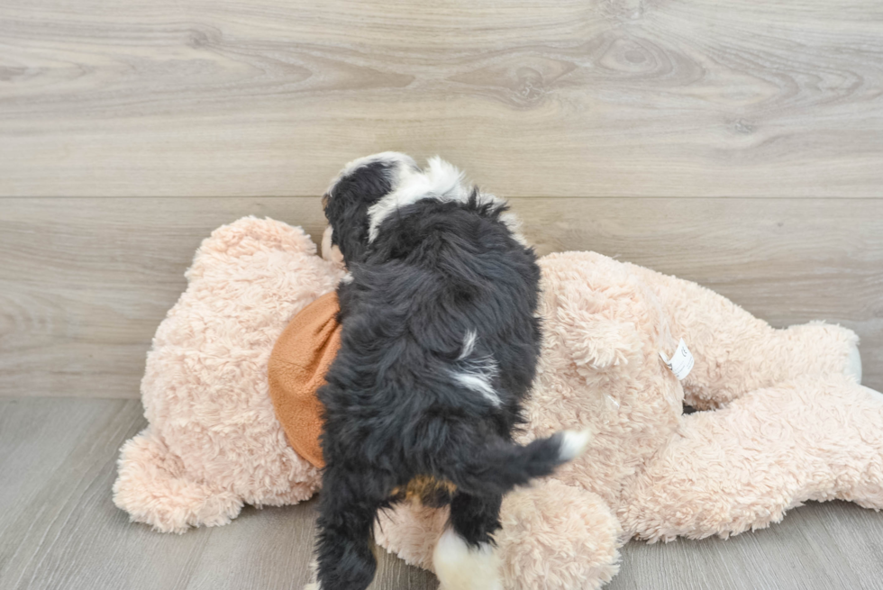 Best Mini Bernedoodle Baby