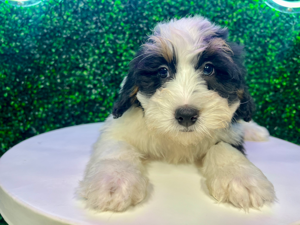 Cute Mini Bernadoodle Poodle Mix Puppy