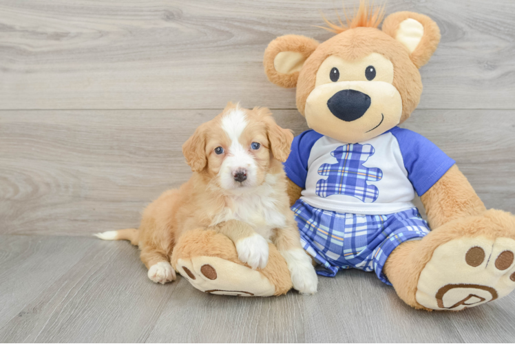 Meet Jess - our Mini Bernedoodle Puppy Photo 1/3 - Puppy Love PR Sweet Mini Bernedoodle Baby