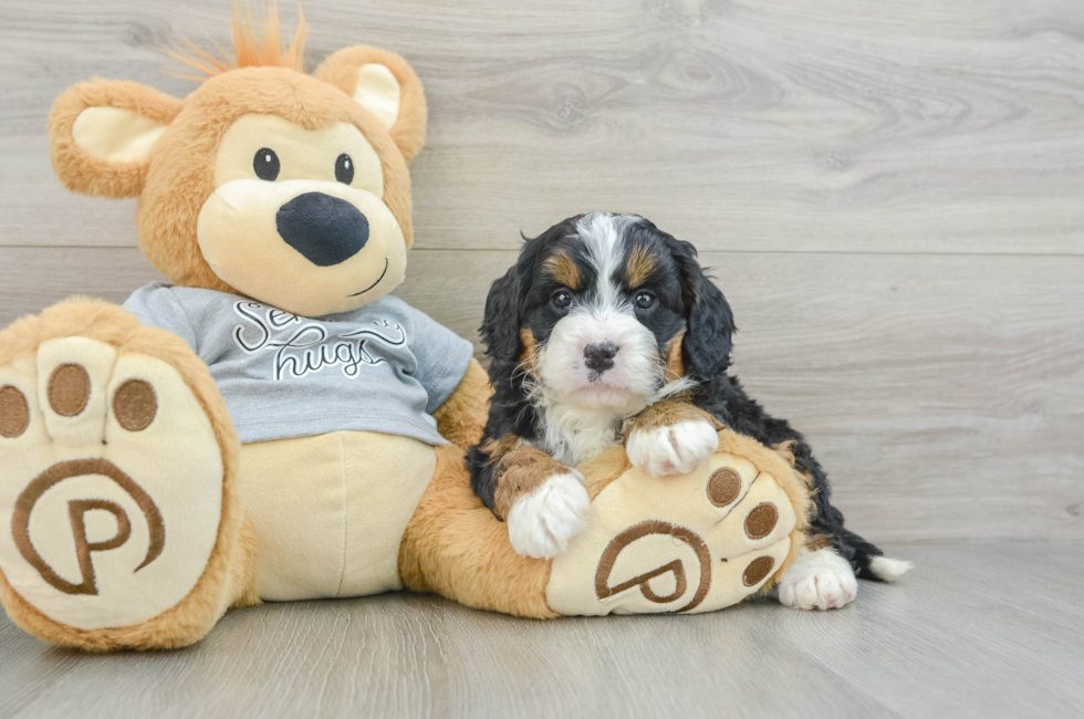 6 week old Mini Bernedoodle Puppy For Sale - Puppy Love PR