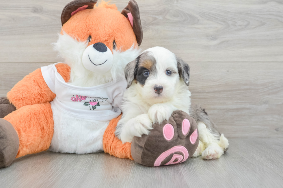 5 week old Mini Bernedoodle Puppy For Sale - Puppy Love PR