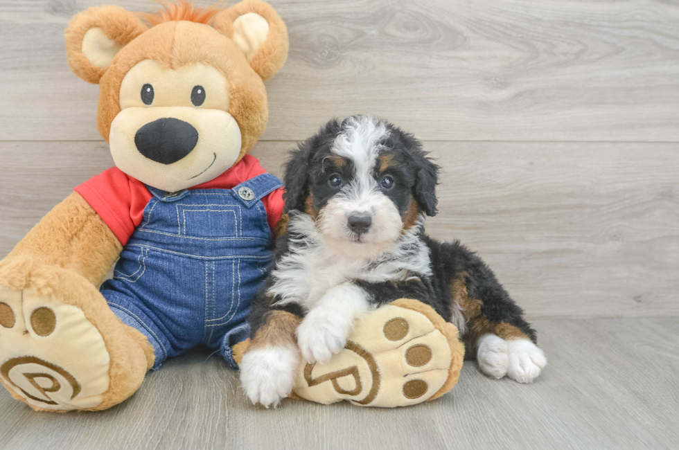 8 week old Mini Bernedoodle Puppy For Sale - Puppy Love PR