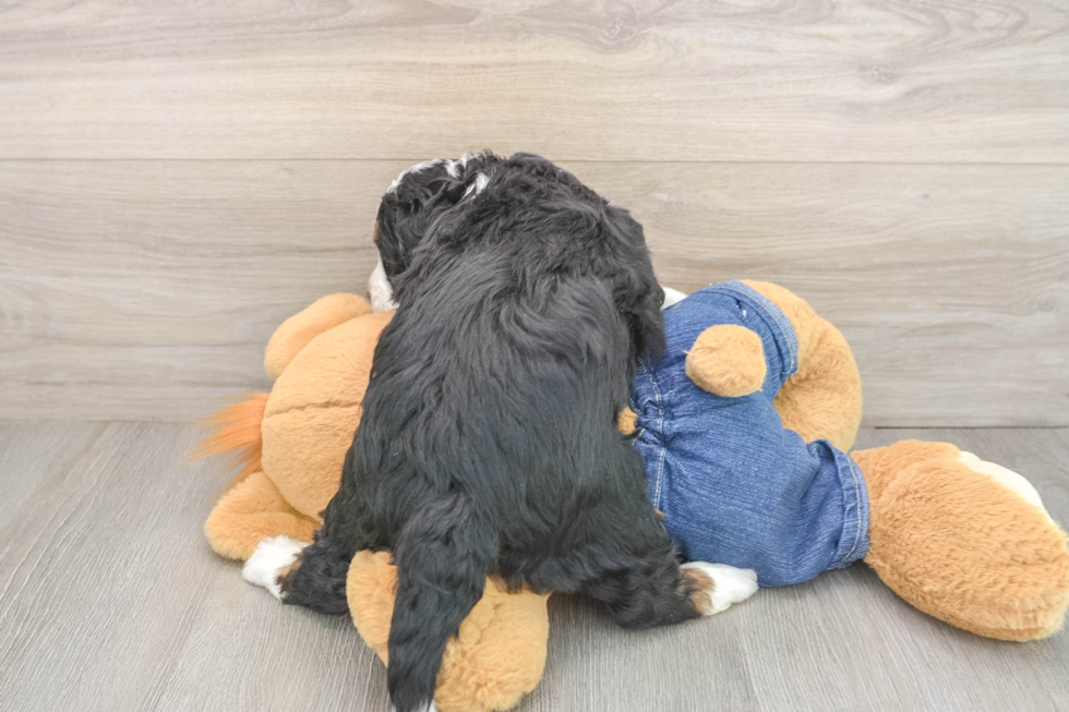 Sweet Mini Bernedoodle Baby